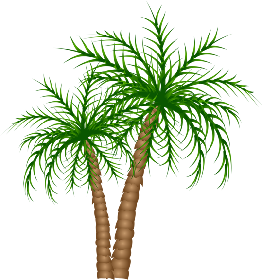 Palm Tree Png, Palm Trees, Picture Tree, Tree Branches, Clipart (539x576), Png Download