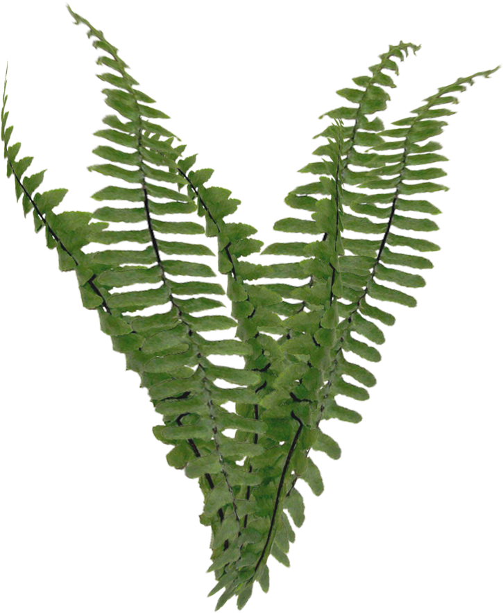 Ferns Png - Transparent Background Png Foliage Clipart (865x924), Png Download