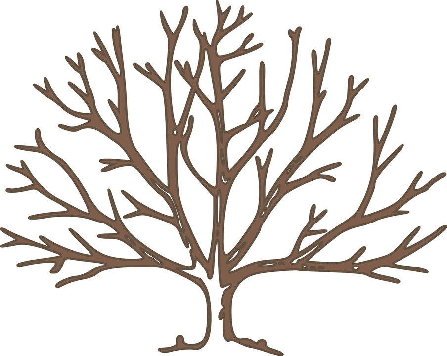 Arbol Ramas Png - Bare Tree Clipart Transparent Png (904x720), Png Download