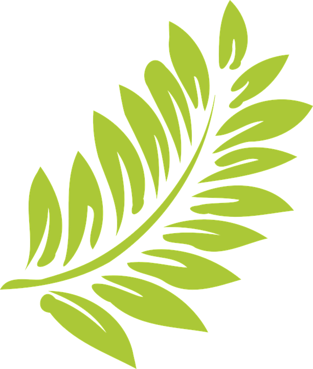 Foliage Clipart Transparent - Hibiscus Clip Art - Png Download (612x720), Png Download