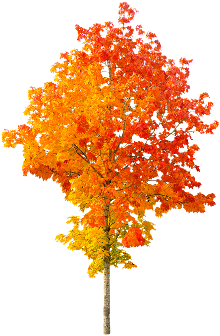 Nature, Autumn, Tree, Fall Foliage, Leaves, Golden, - Cartoon Autumn Trees Clipart (540x720), Png Download