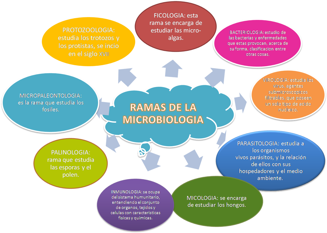 Circle Clipart (1100x794), Png Download