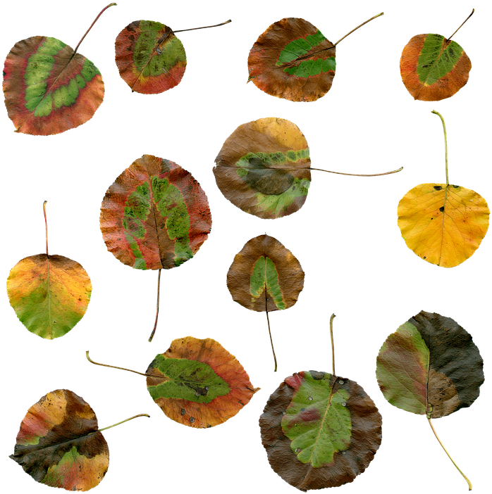 Autumn, Leaves, Autumn Leaves, Foliage, Red, Color - Autumn Clipart (720x720), Png Download