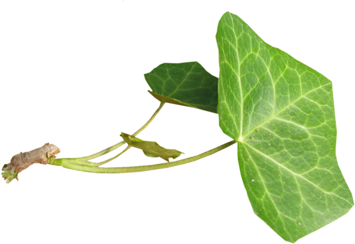 Hojas- - Bud Clipart (800x555), Png Download