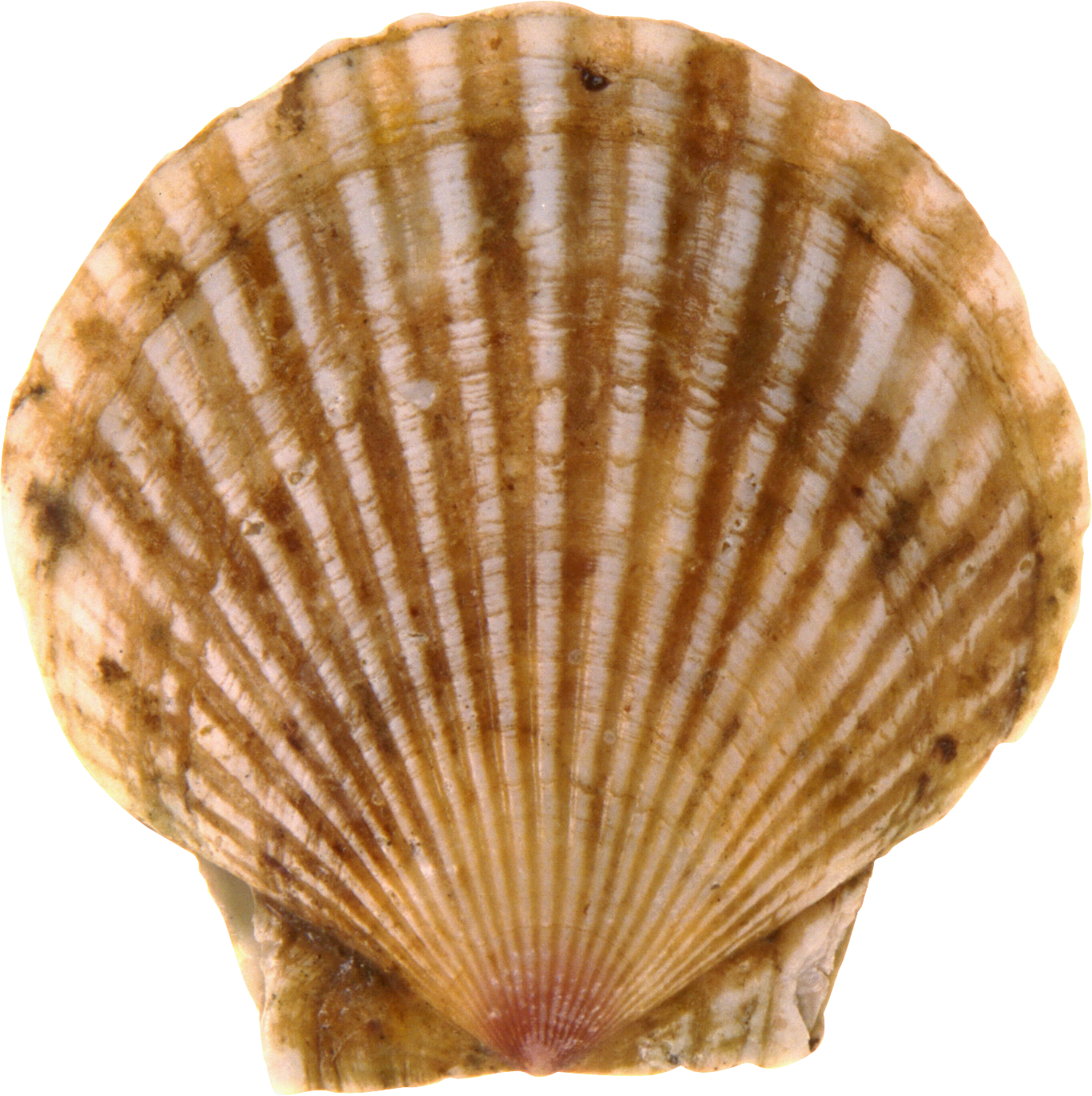 Seashell Png - Vieiras Png Clipart (1363x1368), Png Download
