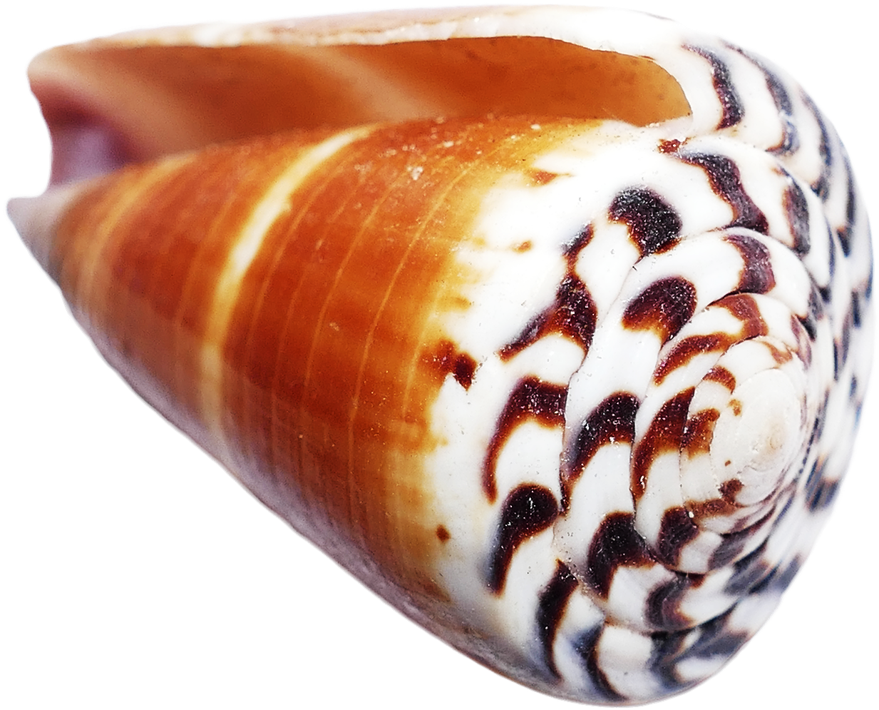 Sea Ocean Shell Shells, Conch Shells, Seashells, Sea - Shell Clipart (1376x1122), Png Download