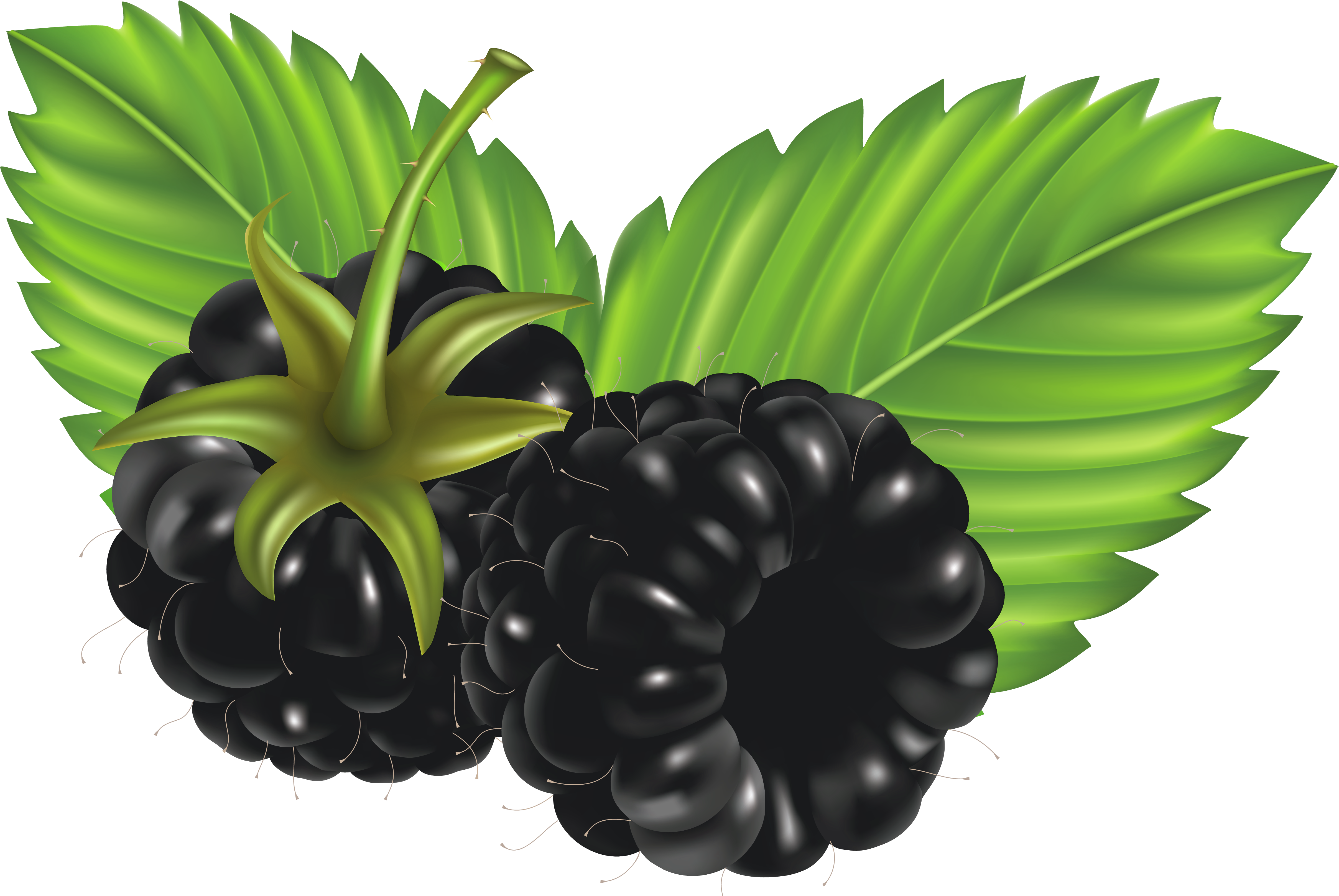 Clip Art Blackberries - Png Download (4961x3324), Png Download