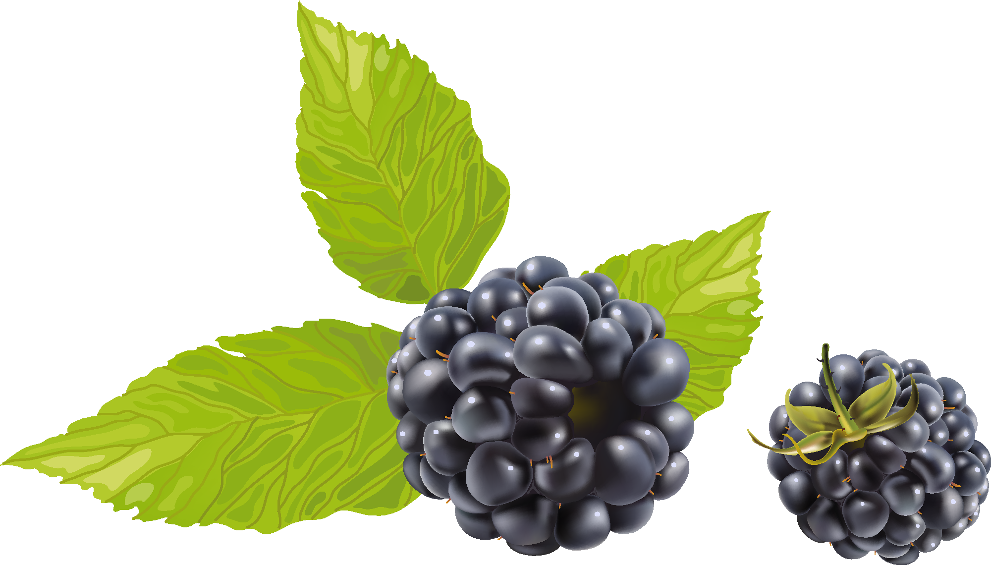 Blackberry Png - Blueberry Vector Clipart (2000x1140), Png Download