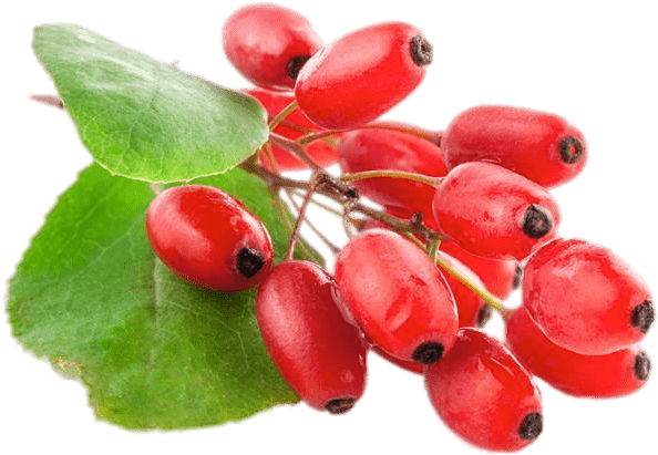 Download - Barberry Png Clipart (600x600), Png Download