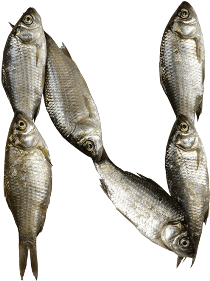 Fish Font - Fish Letter N Clipart (595x595), Png Download