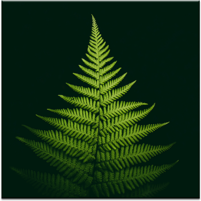 Pyramid Fern - Обои Для Телефона Папоротник Clipart (900x900), Png Download