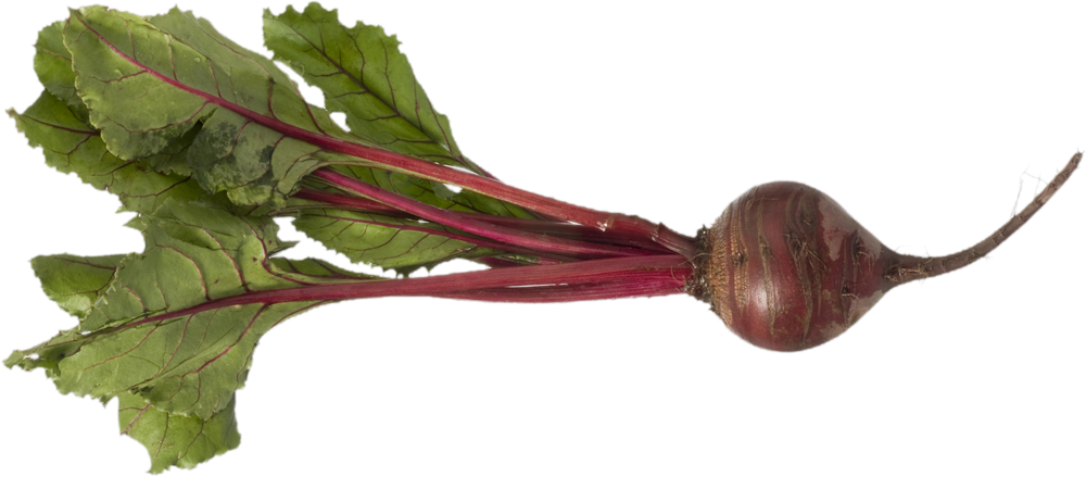 Beet Png - Beet With Roots Clipart (1000x439), Png Download