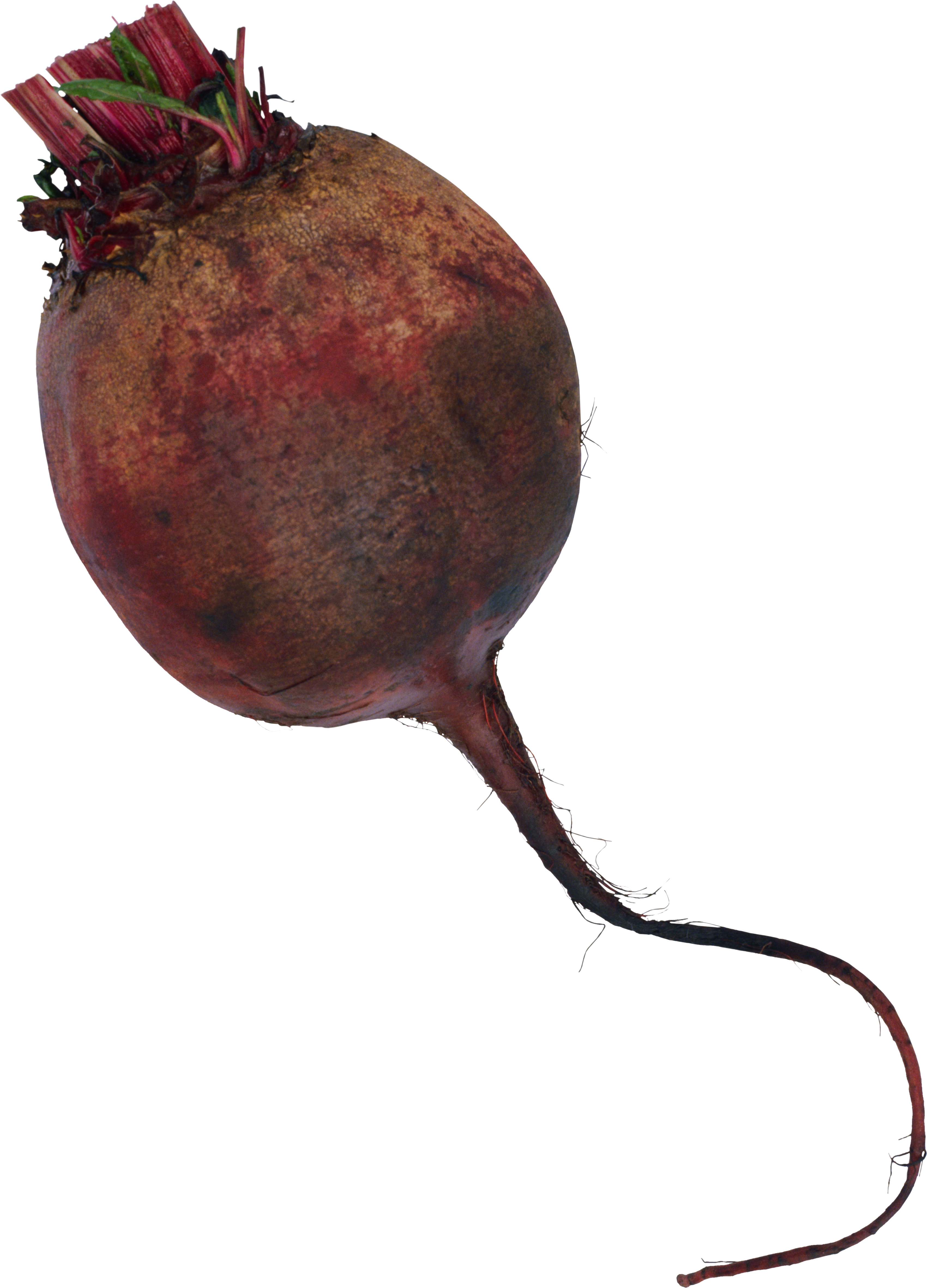 Beet - Свекла Пнг Clipart (3401x4725), Png Download