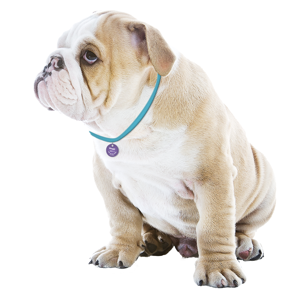 Pet Gps Tracker - Australian Bulldog Clipart (1000x1045), Png Download