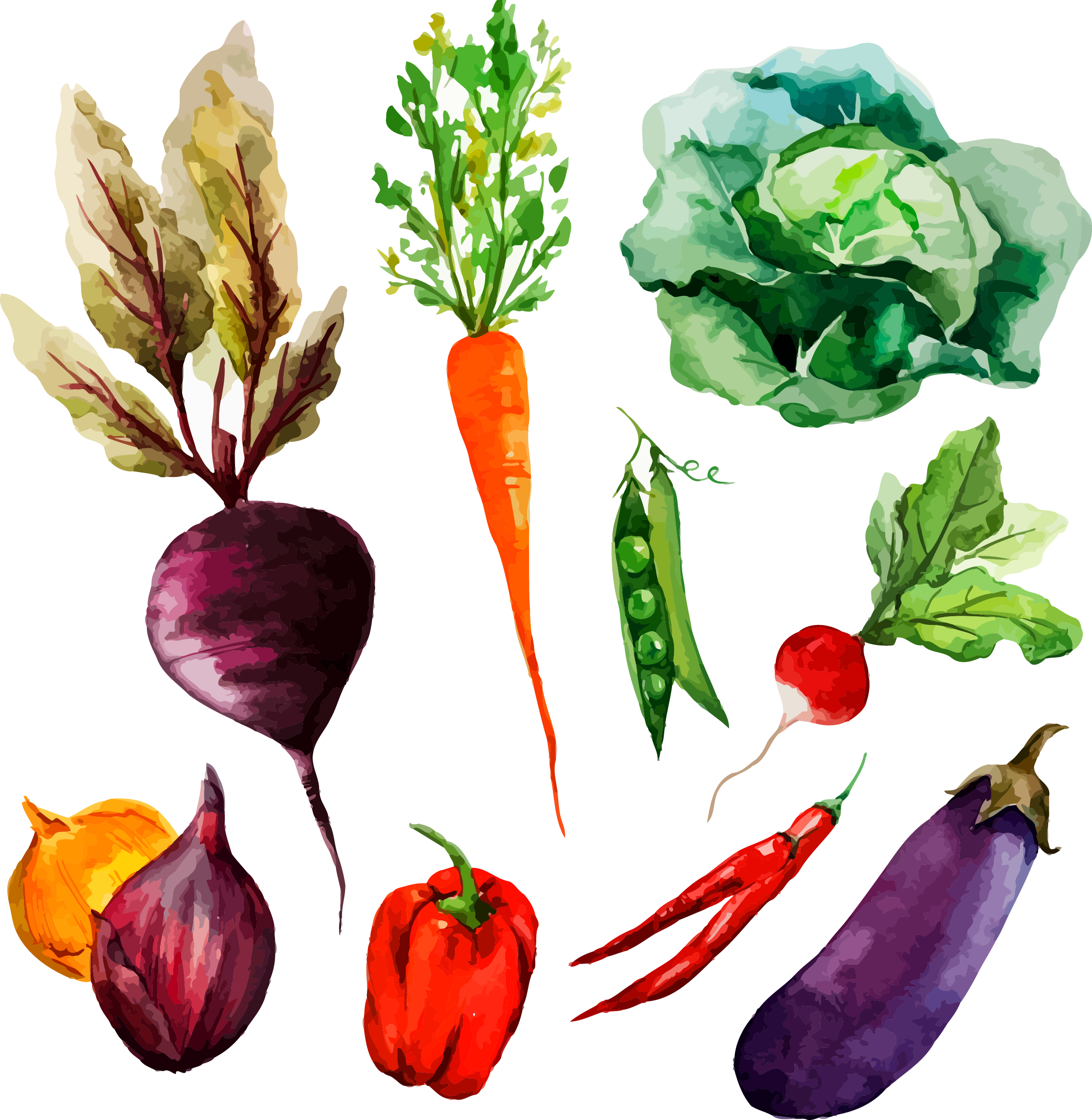 Png Freeuse Library Watercolor Painting Vegetable Illustration - Vegetable Drawing In Watercolor Clipart (2244x2301), Png Download