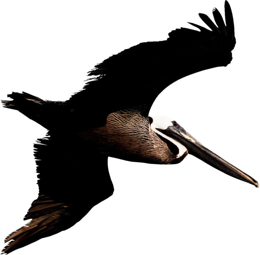 Pelican Png Transparent Image - Brown Pelican Png Clipart (903x885), Png Download