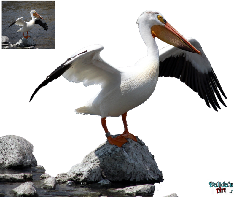 Pelican Png - White Pelican Clipart (800x668), Png Download