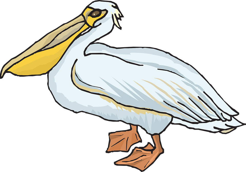 Pelican Png - Pelican Clipart Transparent Png (960x670), Png Download