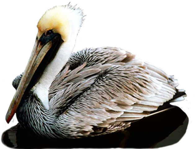 Female California Brown Pelican Clipart (640x480), Png Download