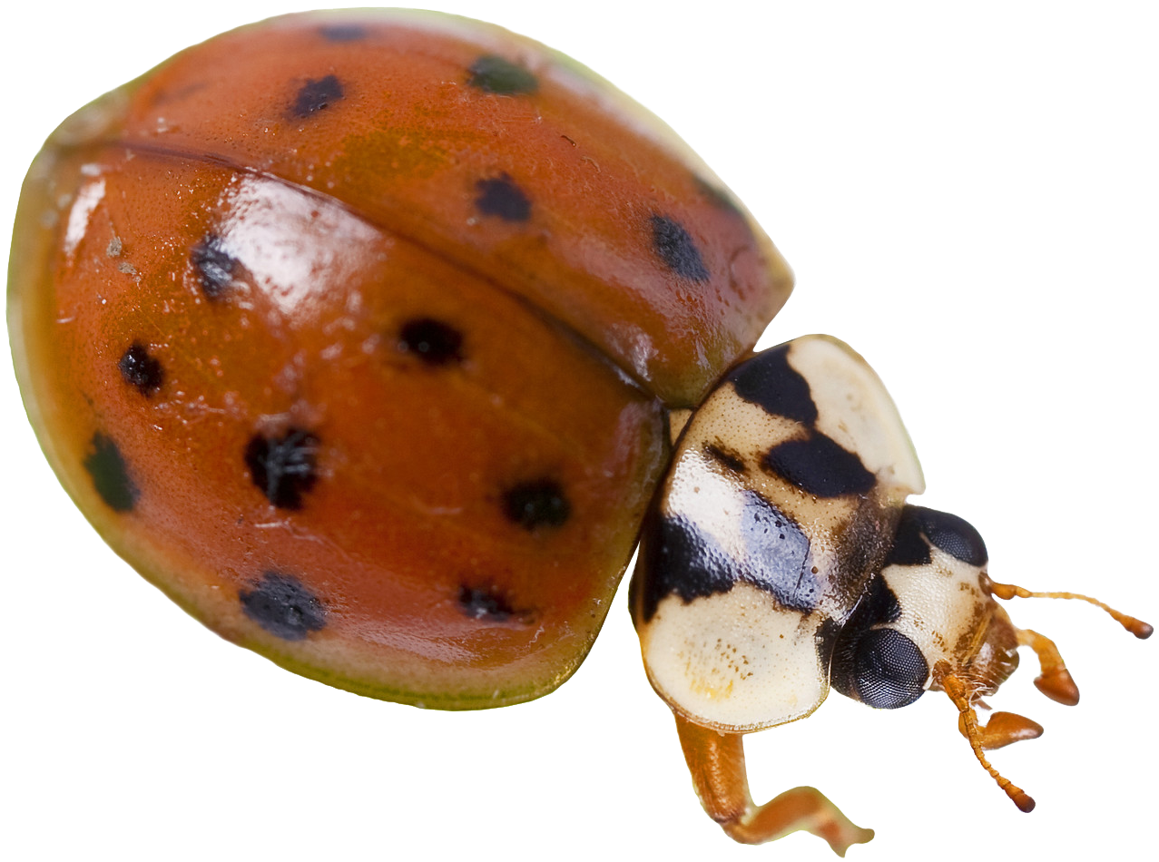 Ladybugs PNG Transparent Images - PNG All