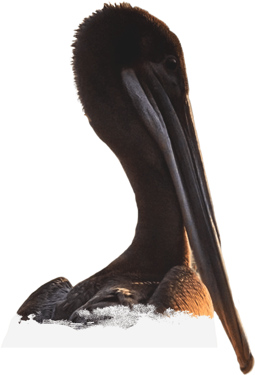 Brown Pelican Clipart (523x770), Png Download