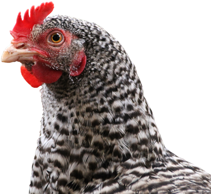Chicken, Hen, Bird, Animal, Feather, Poultry, Chickens - Cabeza De Gallina Png Clipart (927x720), Png Download