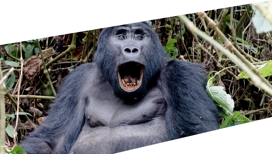 The - Mountain Gorilla Clipart (1090x618), Png Download