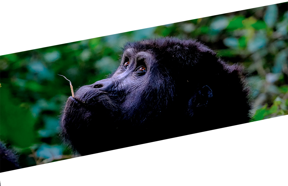 Gorilla Clipart (1000x647), Png Download