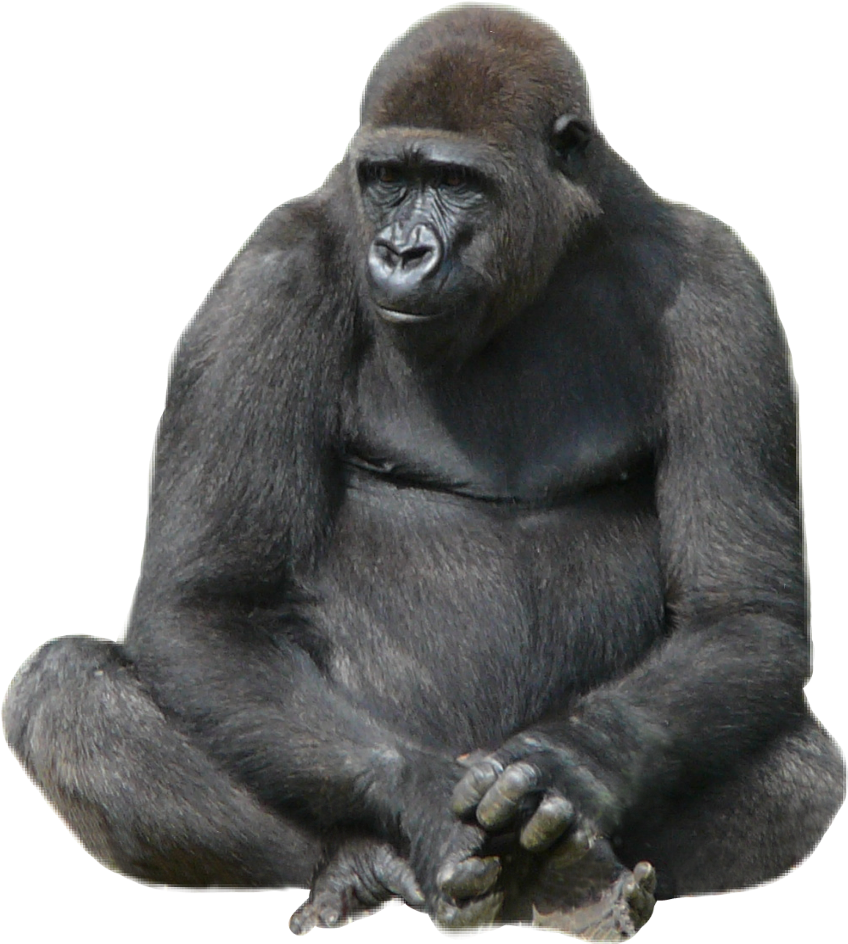 2289 X 2289 2 - Monkey Clipart (2289x2289), Png Download