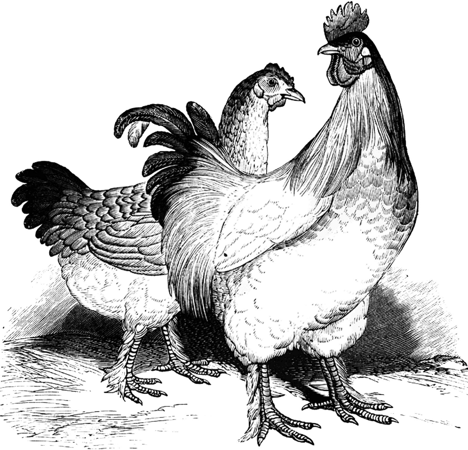 Bw Clipart Hen - Vintage Chicken Clip Art - Png Download (1600x1563), Png Download