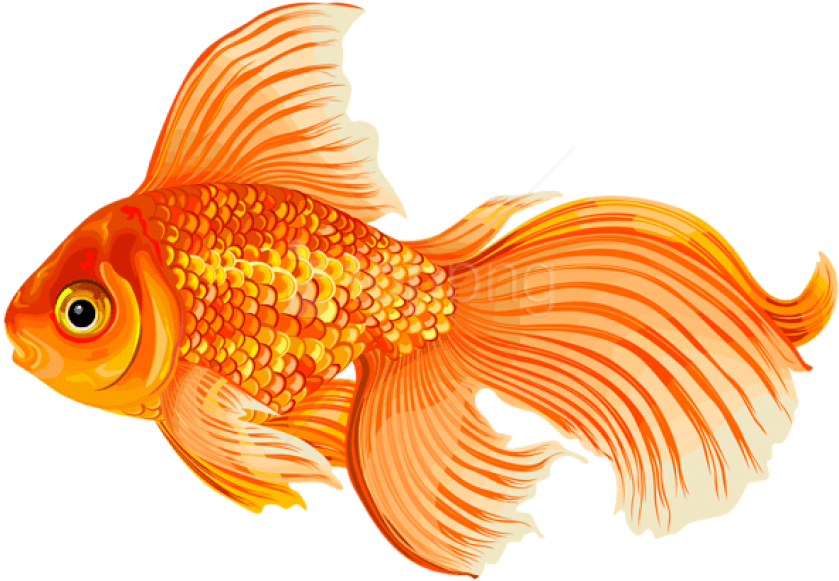 Free Png Download Gold Fish Clipart Png Photo Png Images - Gold Fishclipart Transparent Png (850x588), Png Download