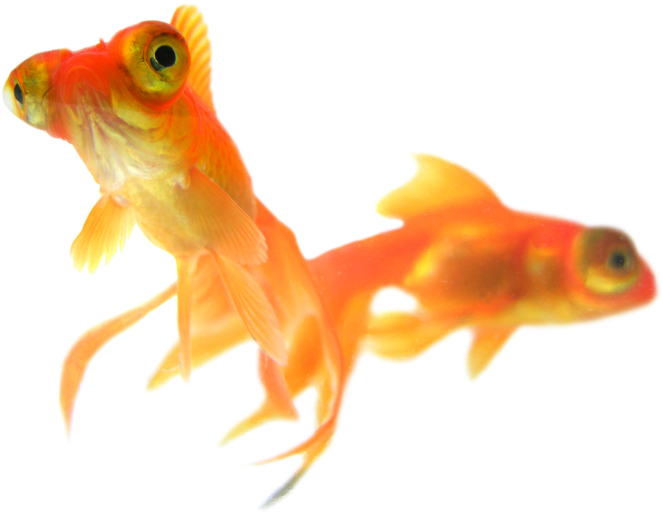 Gold Fish Png - Goldfish Clipart (1600x1218), Png Download