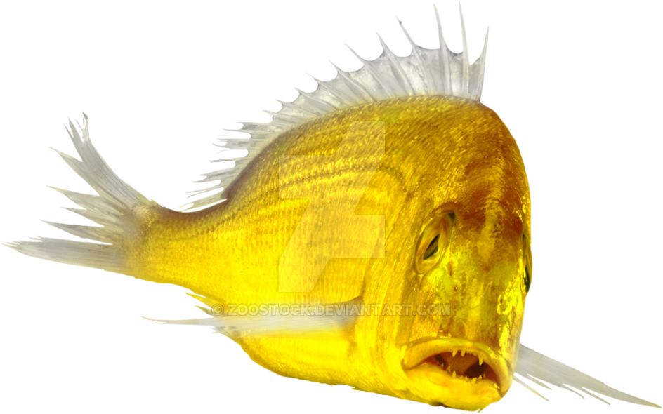 Gold Fish Png - Cardinal Fish Cardinal Peixe Clipart (1003x796), Png Download