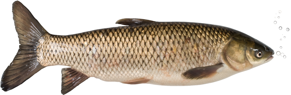 Grass Carp Promotion - Carp Vietnamese Clipart (1170x450), Png Download