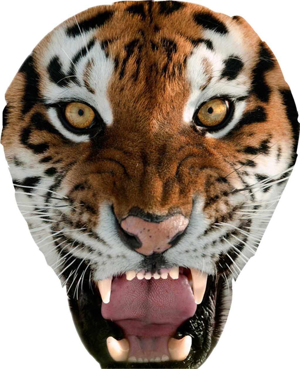Tiger Sticker - Tiger Face Wallpaper For Iphone Clipart (1024x1259), Png Download
