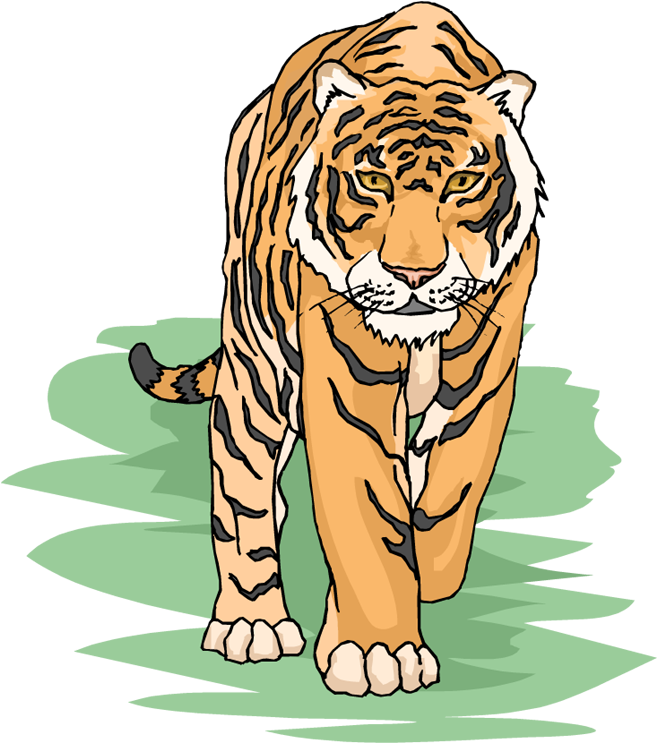 Tiger Clip Art Images Free - Tiger Walking Clip Art - Png Download (671x750), Png Download