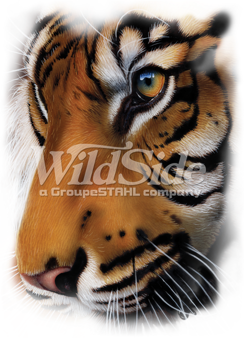 Tiger - Graphic Oversize - Transparent Tiger Face Png Clipart (675x675), Png Download