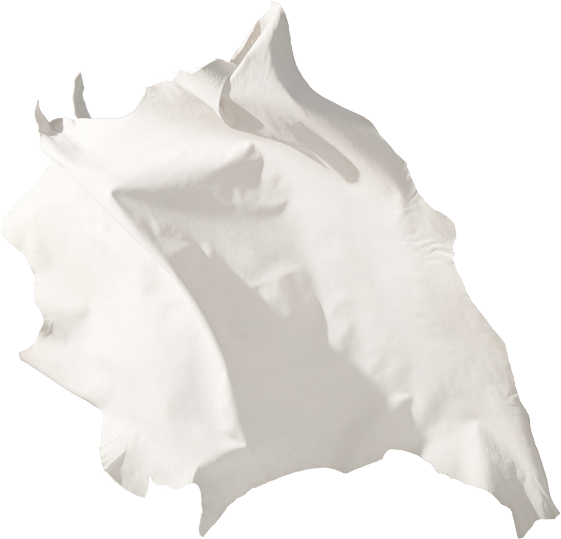 Leather Leather Sanyo - Datura Inoxia Clipart (1158x1253), Png Download