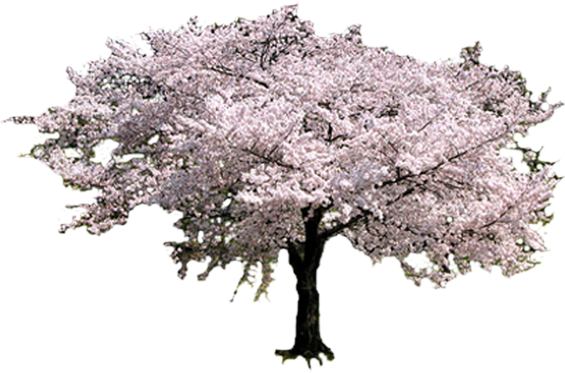 Download Photo Sakuratreetransparent - Sakura Tree Clipart Png Download