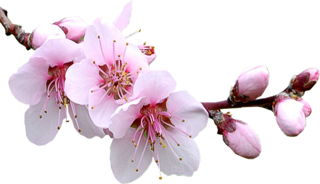 Цветы Сакура Png Clipart (1054x607), Png Download