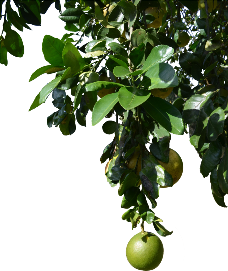 Fruit Tree Png - Tree With Fruits Png Clipart (727x1098), Png Download
