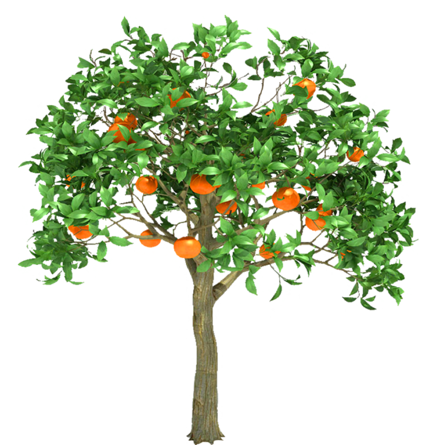 Go To Image - Orange Tree 3d Model Free Download Clipart (894x894), Png Download