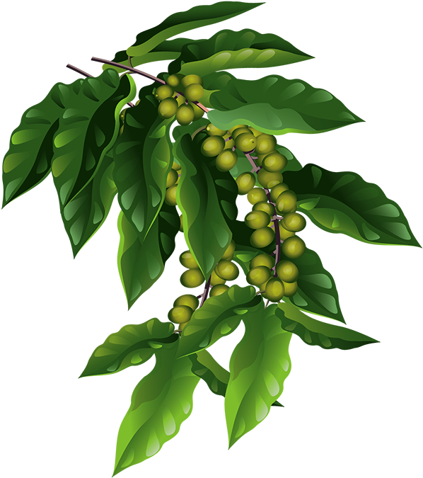 The Fruits Are Small Green Berries That Will Eventually - Coffee Tree Png Clipart (600x681), Png Download