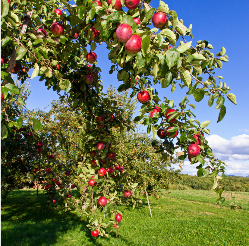 Pfanner Getraenke Apfel Bodensee Streuobstwiese Apfelbaum - Fruit Tree Clipart (1200x815), Png Download
