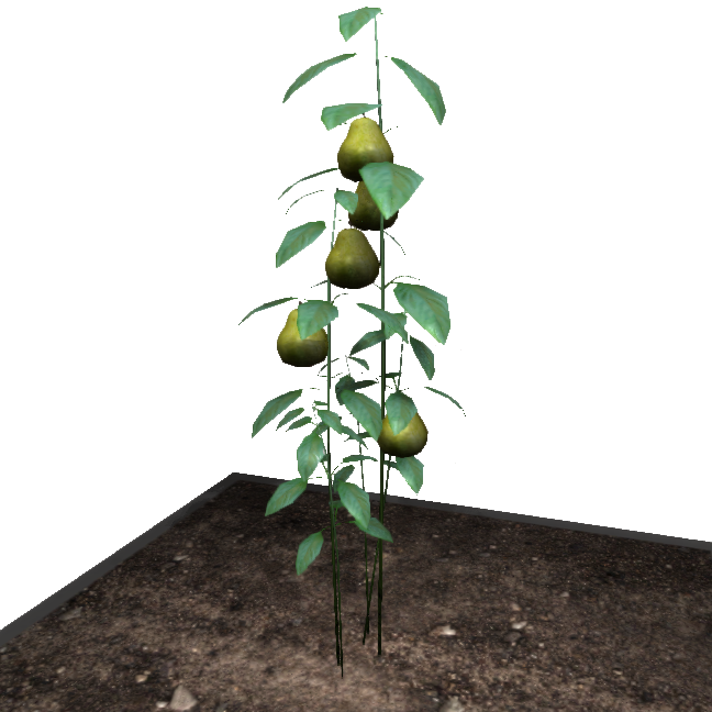 Pearthing Fruit - Lime Clipart (648x648), Png Download