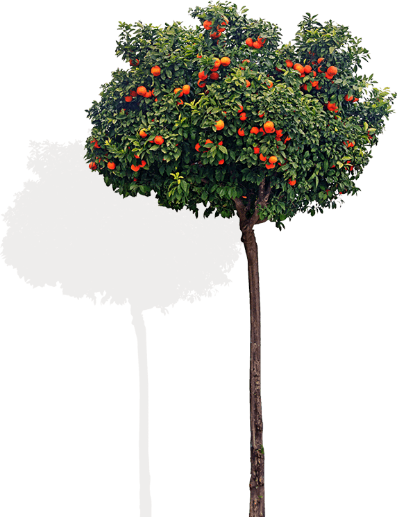 Chair Tree - Mandarin Orange Clipart (572x744), Png Download