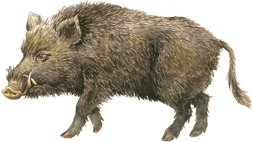 Boar Transparent Png Images Free Download - Детей Кабан Clipart (676x494), Png Download