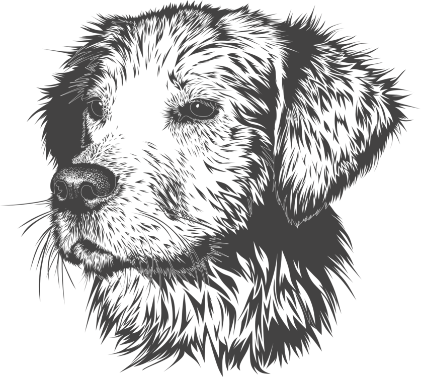 Golden Retriever Labrador Retriever Puppy Drawing - Animal Head Vector Black And White Clipart (837x750), Png Download
