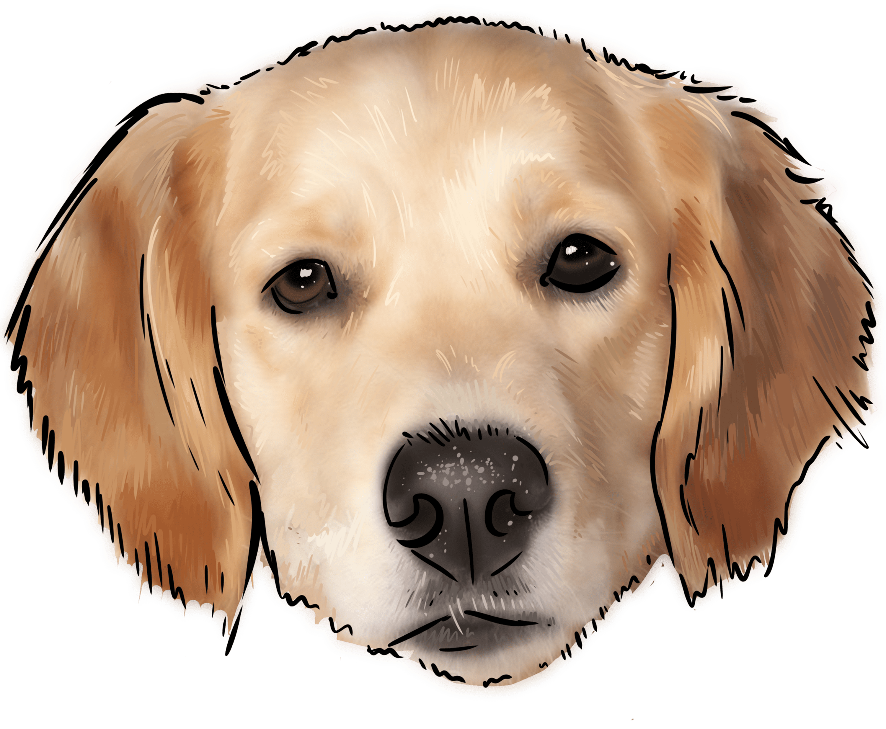 51 Why Are You A Golden Retriever - Golden Retriever Clipart (3000x3000), Png Download