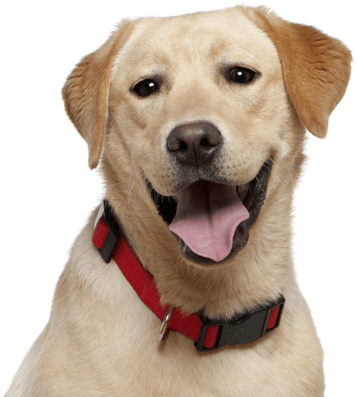 Labrador Puppies Dogs - Labrador Dog Clipart (565x585), Png Download